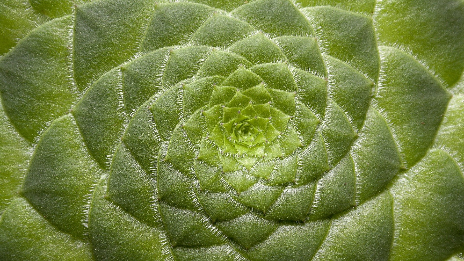 404 1 plantas suculentas o crasass