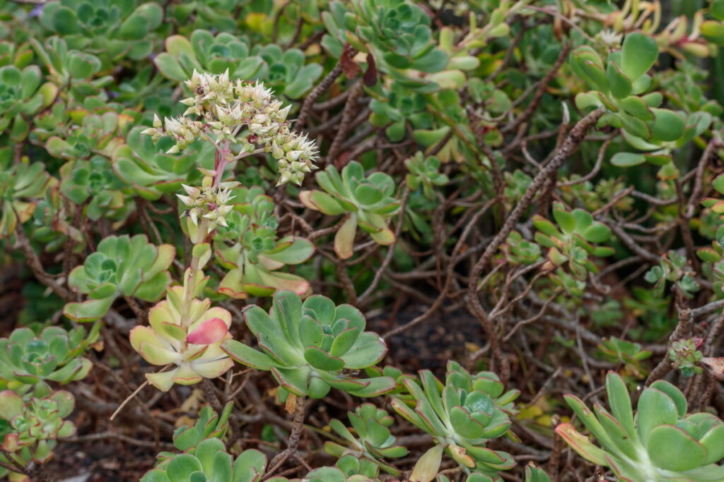 aeonium gomerense