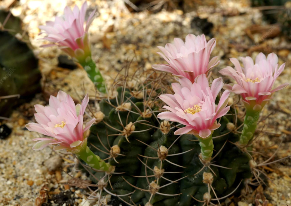 Cactus Luna