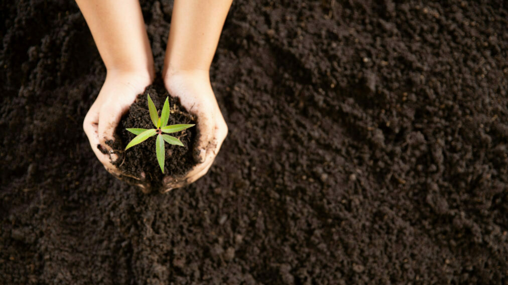 child hands holding and caring a young green plant, seedlings ar