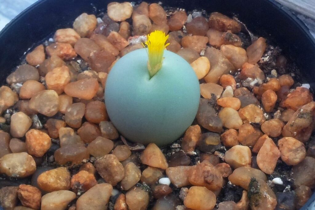 Conophytum calculus