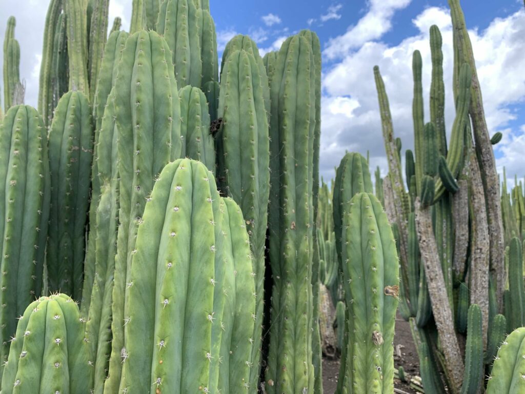 Cactus San Pedro