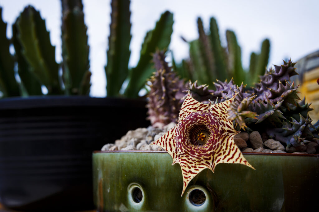 cactus ojo de dragón