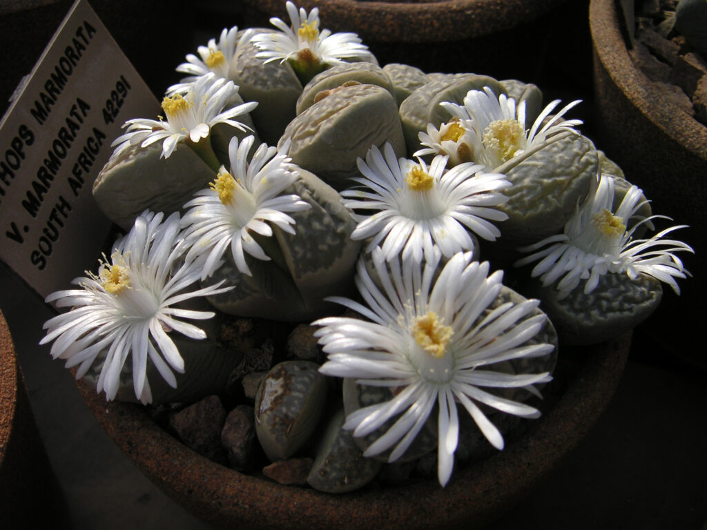 cuidados del cactus lithops 8 lithops flores