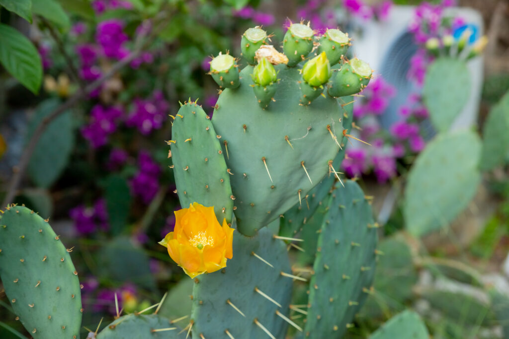 nopal (opuntia)