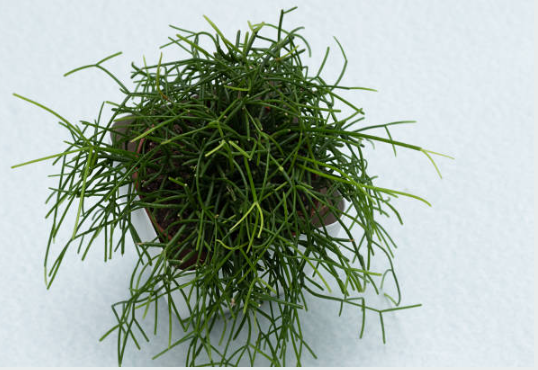 rhipsalis cereuscula