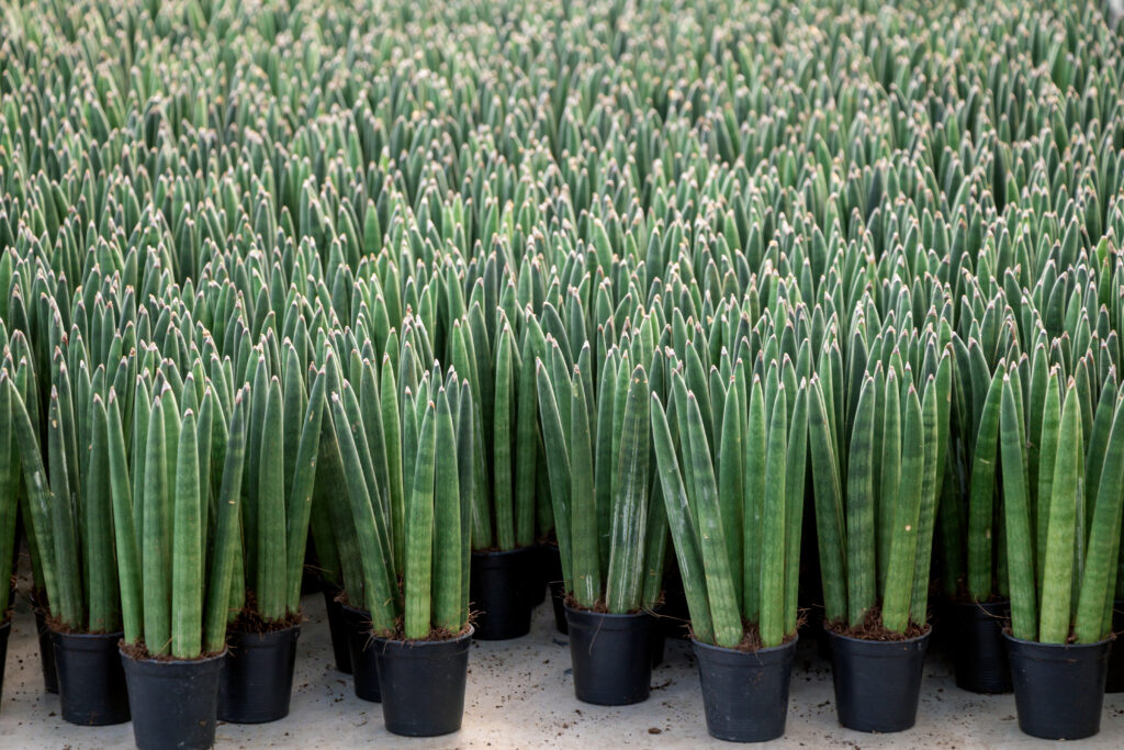 sansevieria cylindrica