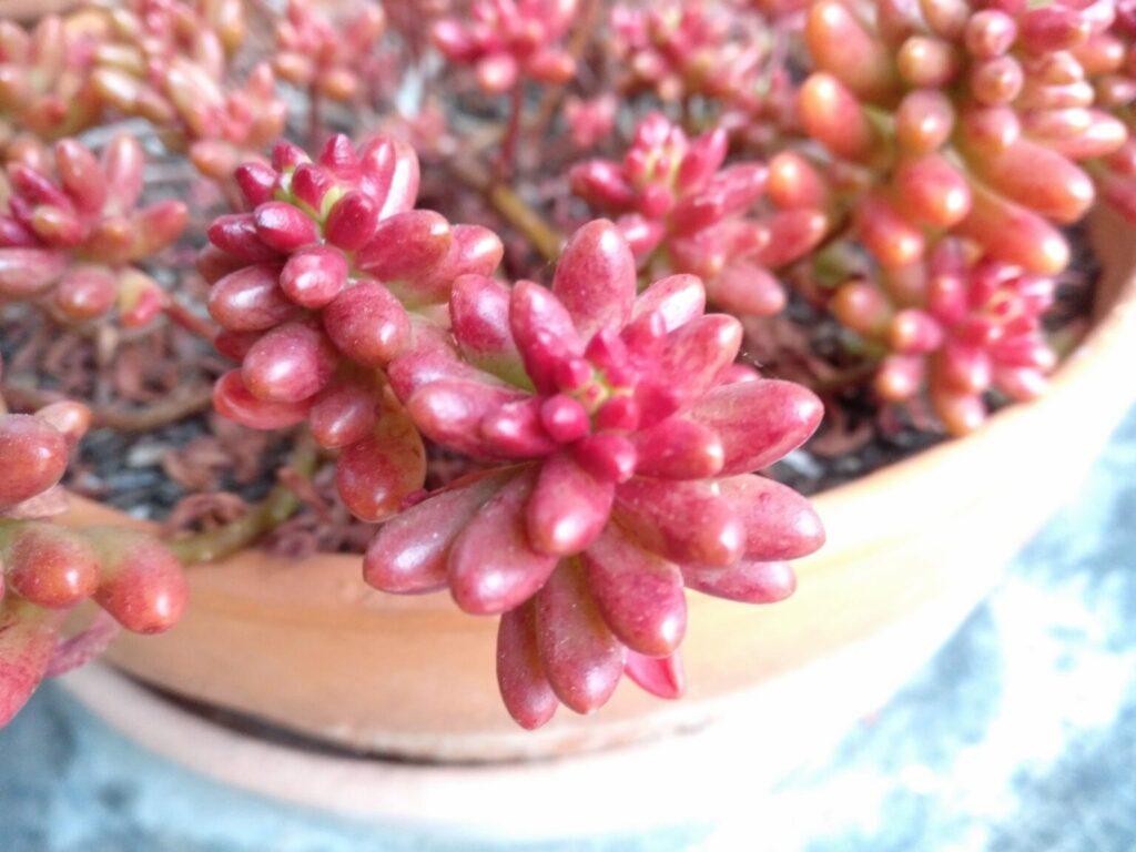 sedum rubrotinctum aurora