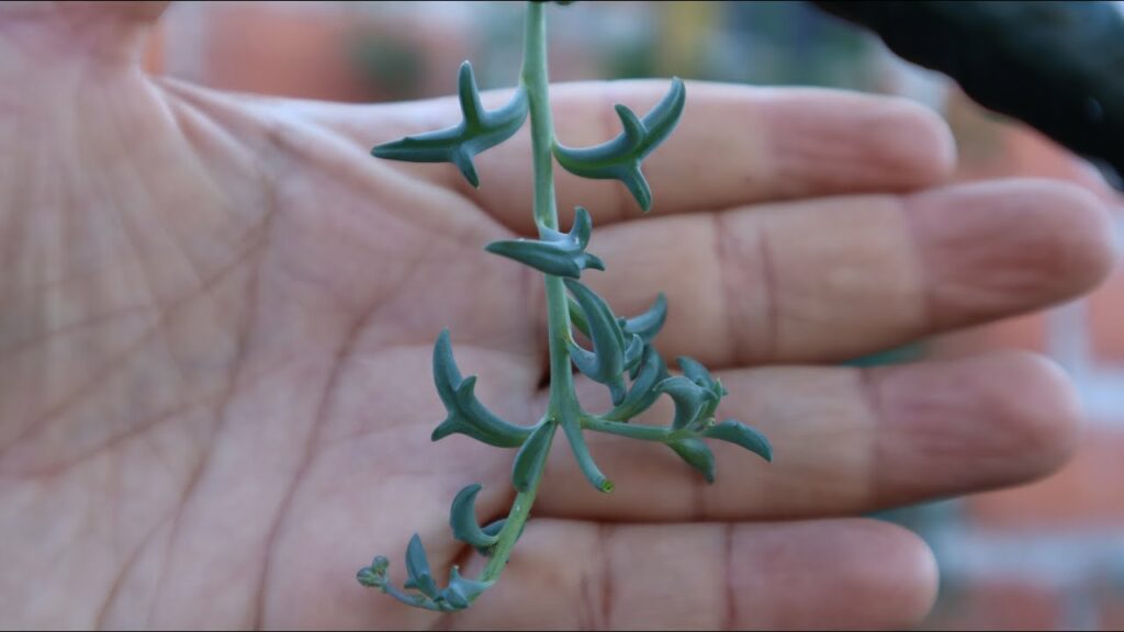 senecio peregrinus