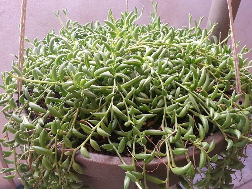 senecio reptans