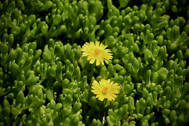 Flores suculentas Sigilosa arbusiva