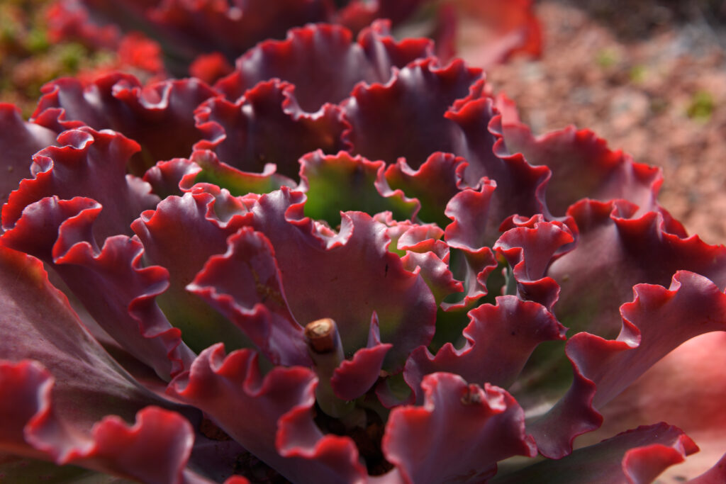 suculenta echeveria dicks pink