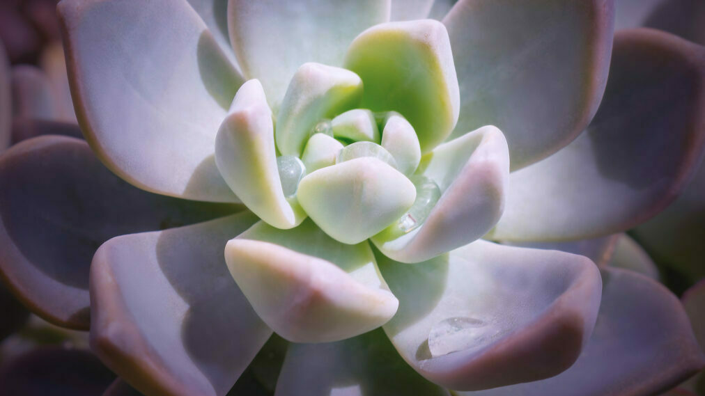 suculenta echeveria