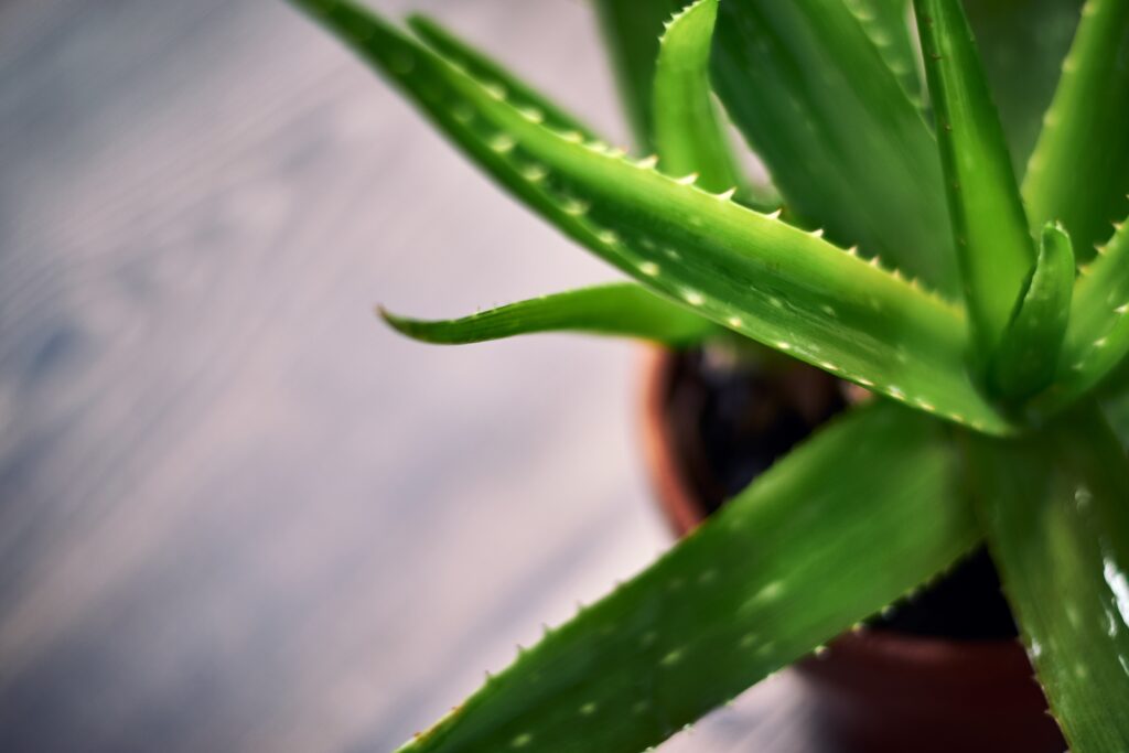 Suculenta Aloe Vera