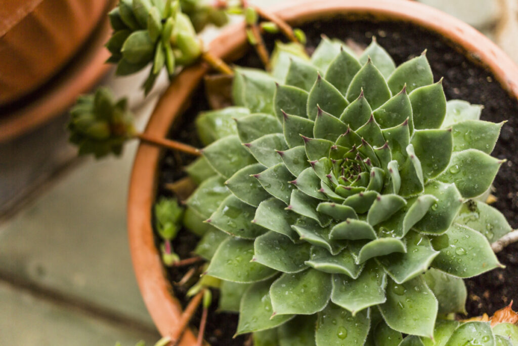 suculenta echeveria beatrice