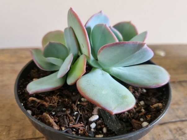 suculenta echeveria gila