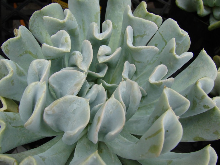 suculenta echeveria 8 suculenta echeveria runyonii topsy turvy