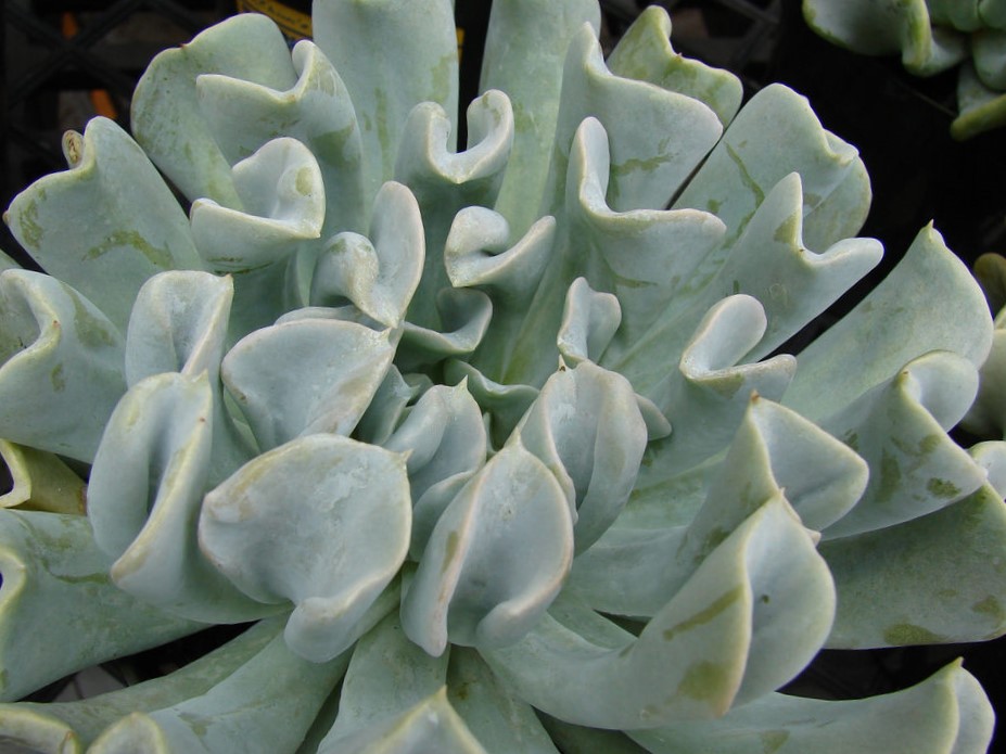 suculenta echeveria runyonii topsy turvy