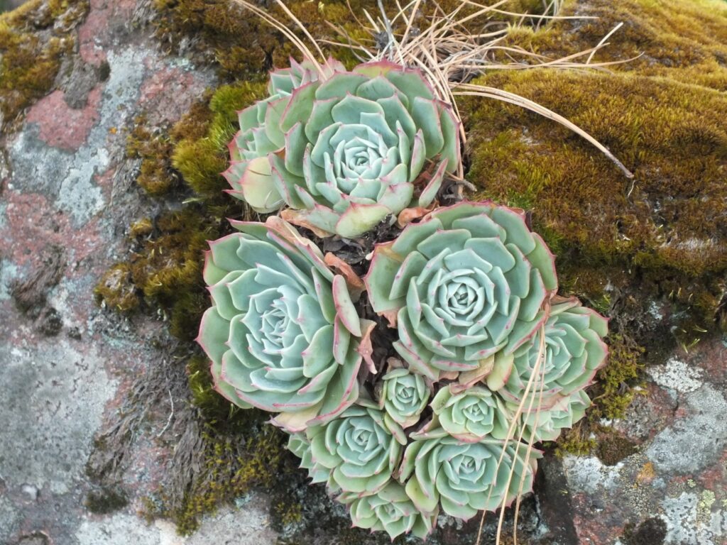 suculenta echeveria secunda