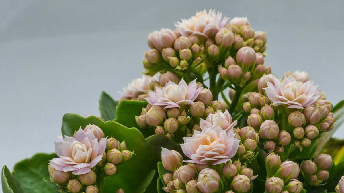 11 Suculentas con Flores: Conoce Aquí las mas Bonitas 🌹