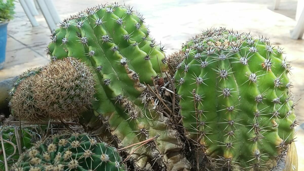 cactus etiolados