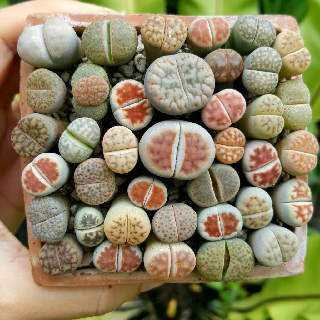 cactus lithops piedra viva