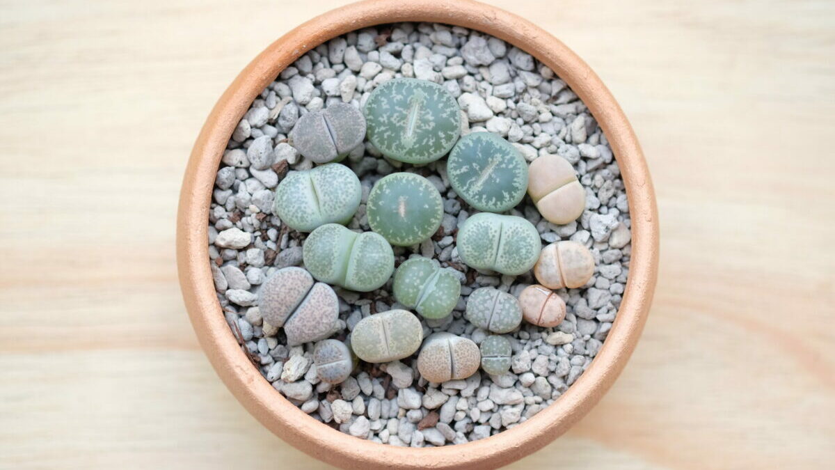 cactus lithops