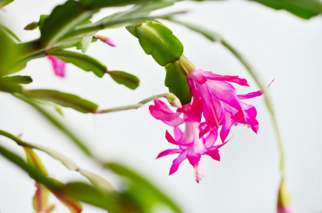 cactus navideño