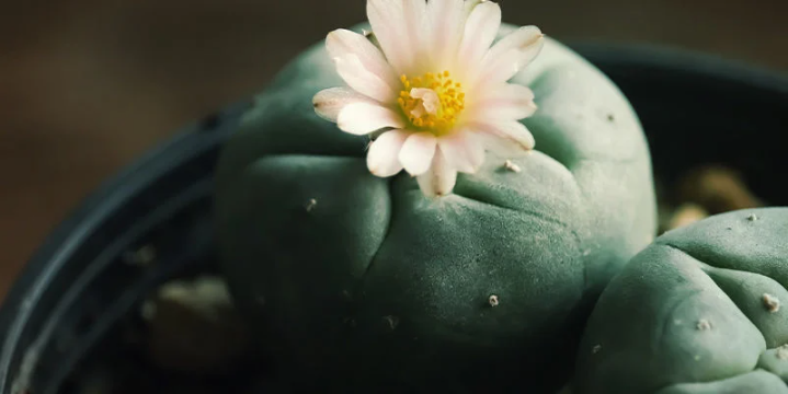 cactus que florecen: popeye