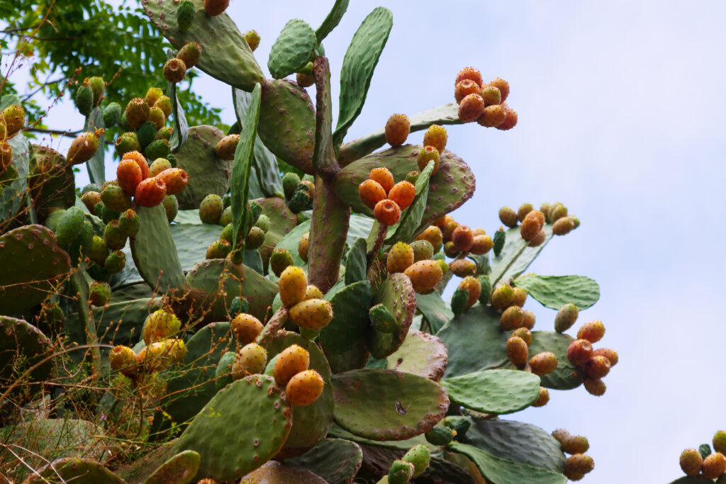 cactus sin pinchos: chumbera