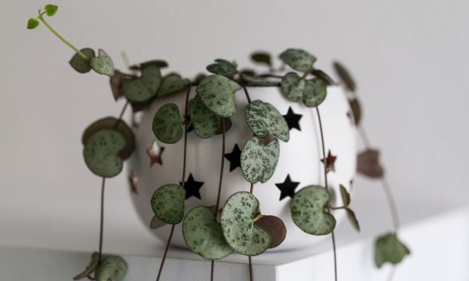 suculentas colgantes 8 suculenta colgante: ceropegia