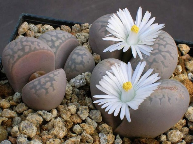 cuidados del cactus lithops 9 cuidar lithops flor