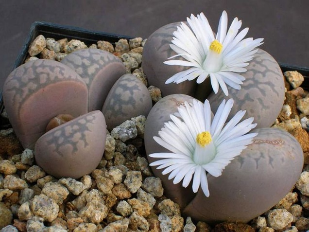 cuidar lithops flor