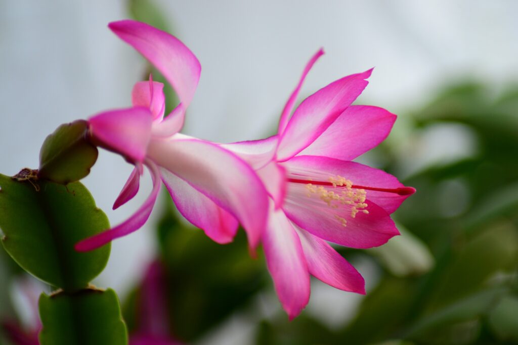 flor de cactus de navidad