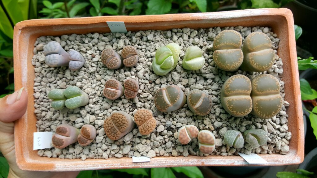 lithops cactus piedra