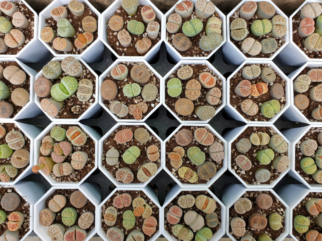 cuidados del cactus lithops 3 lithops cuidados