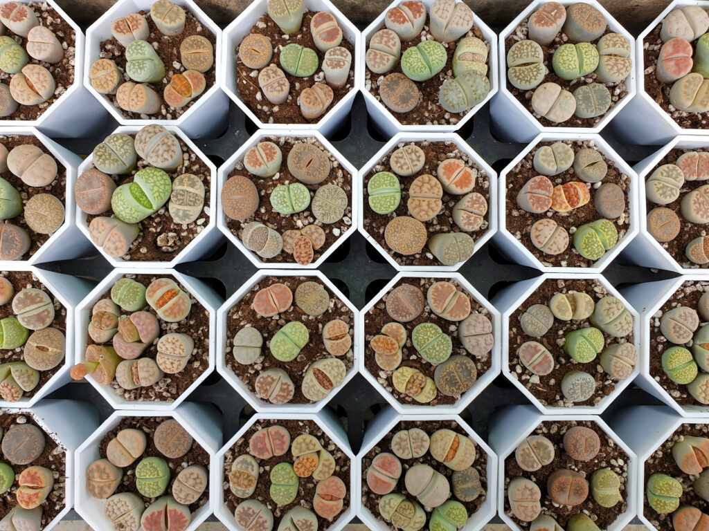 lithops cuidados