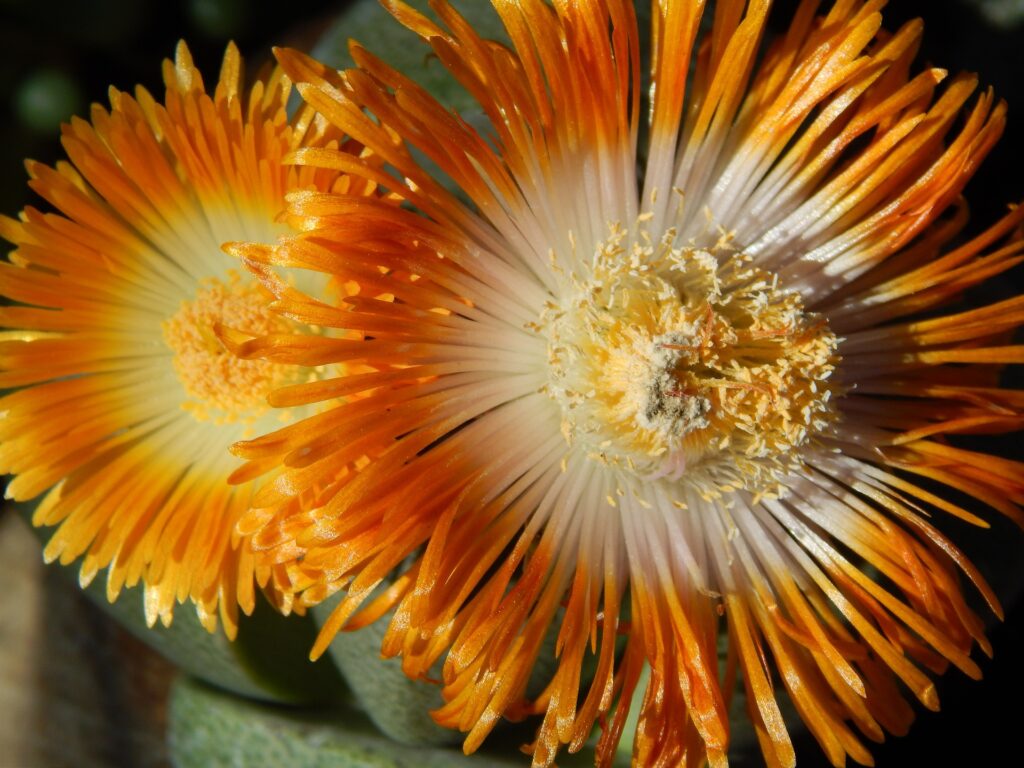 lithops flor