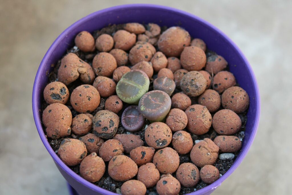 cuidados del cactus lithops 5 plantas lithops