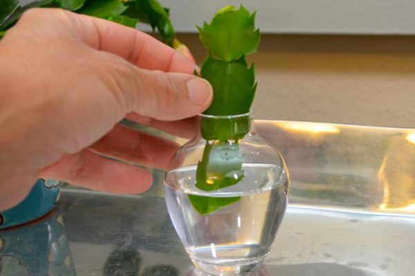 reproducir cactus de navidad en agua