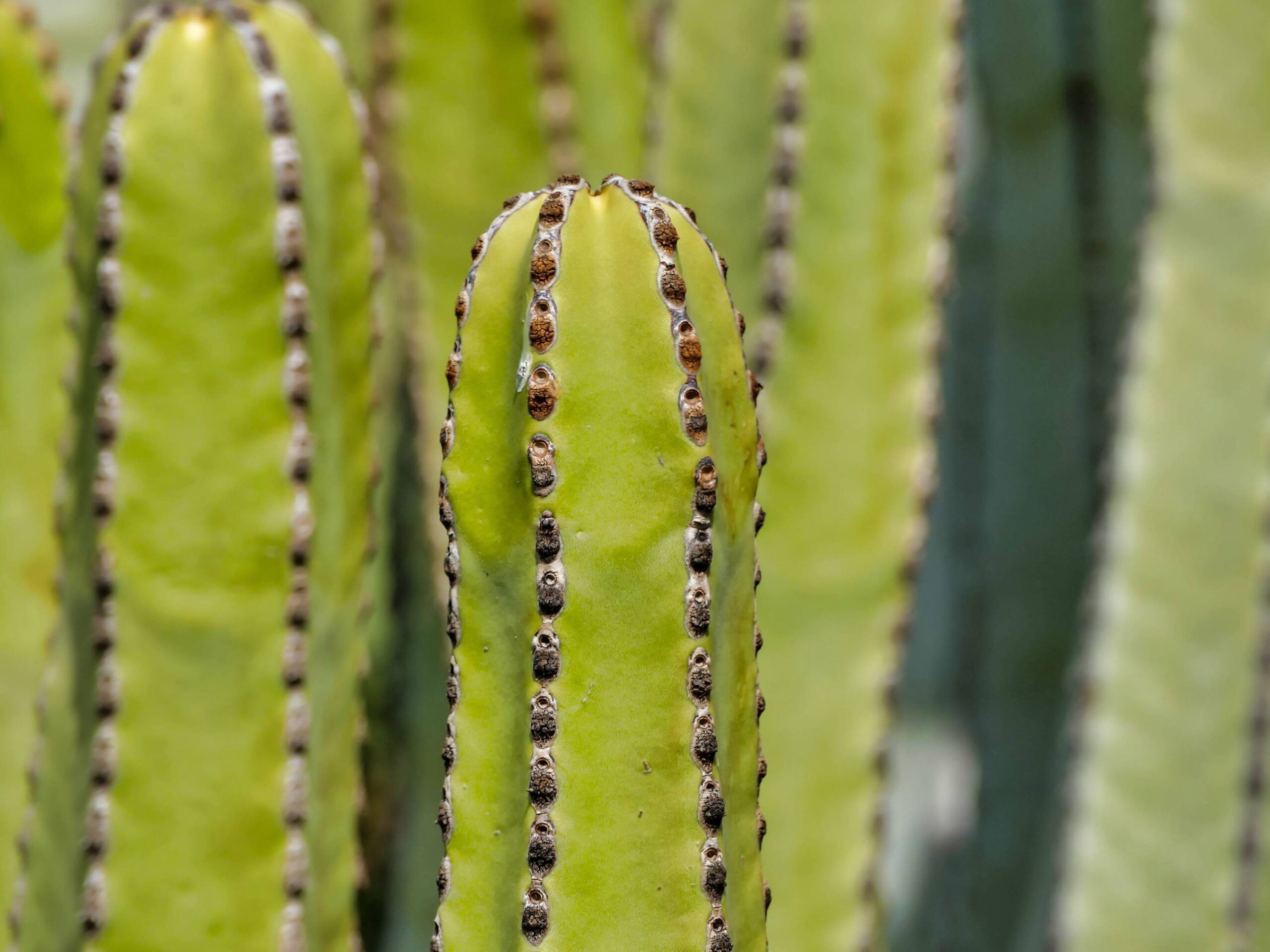 cactus altos sin espinas: san pedro