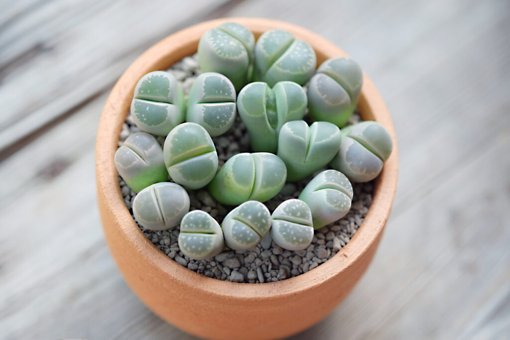 cuidados del cactus lithops 4 semillas lithops