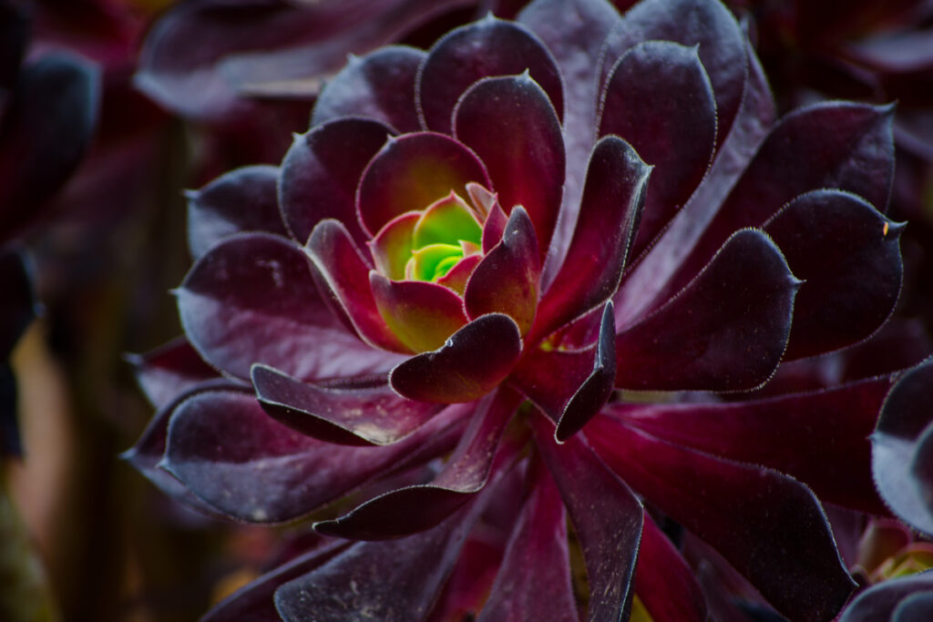 Suculenta Rosa Negra