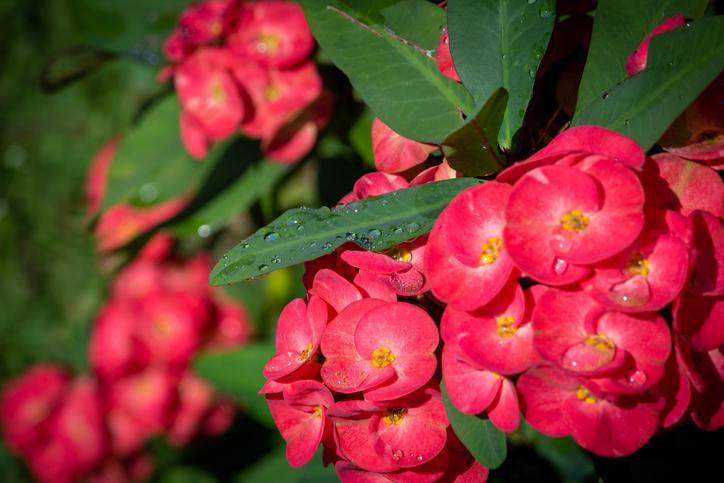 Suculentas con flores Corona de espinas