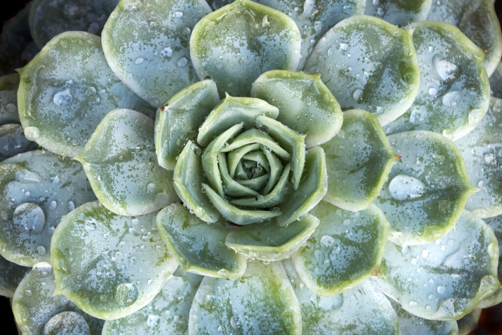 Suculenta Echeveria