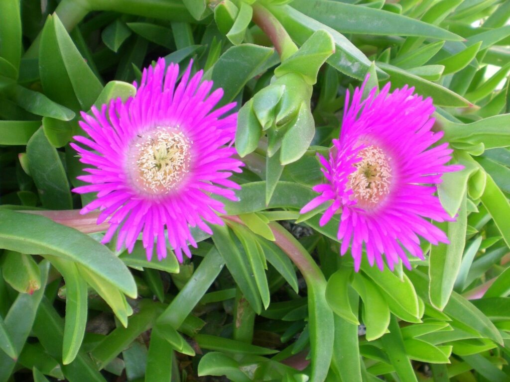 Suculentas con flores Uña de Gato